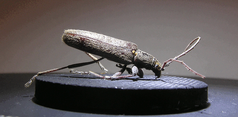 p1010032-066h.gif