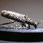 p1010032-066h.gif