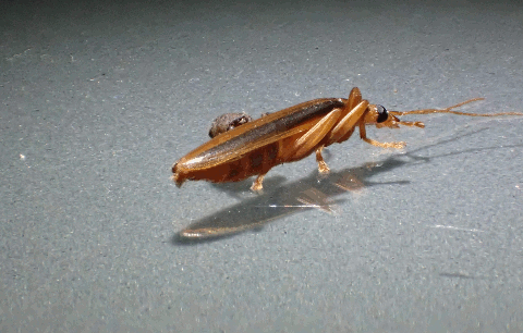 Beetle with pseudo-scorpion attached
