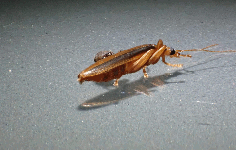 pc235692h.gif