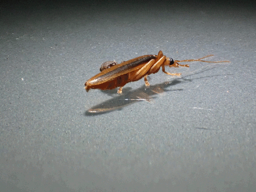 pc235692h1.gif