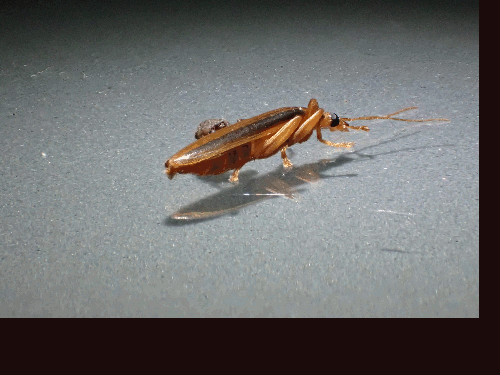 pc235692h2.gif