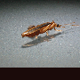 pc235692h2.gif